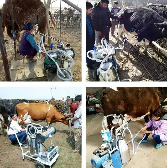 FOYA Peanut Sheller Machine Buying Guide - electric groundnut shelling machine with air blower