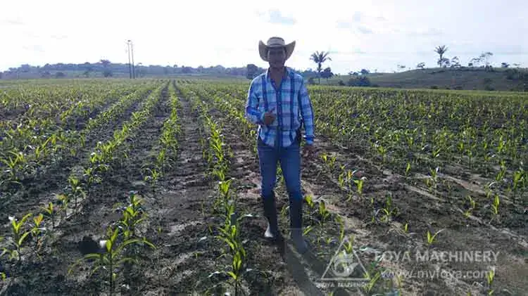4 Rows Corn Planter in Colombia