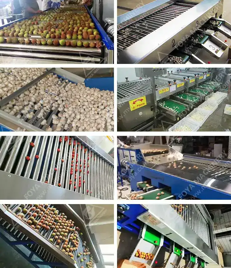 FOYA Fruit and Vegetable Grader - View Fruit and Vegetable Grader