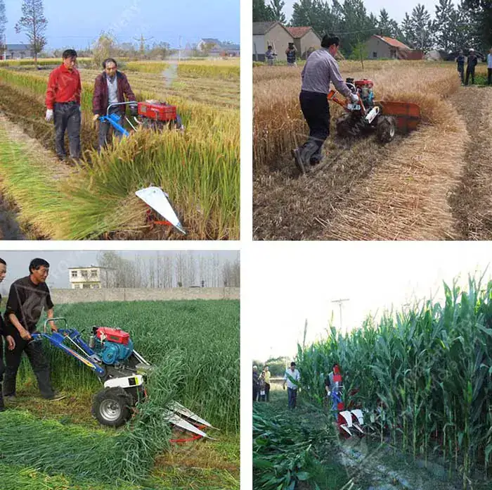 Rice Reapers in the Philippines