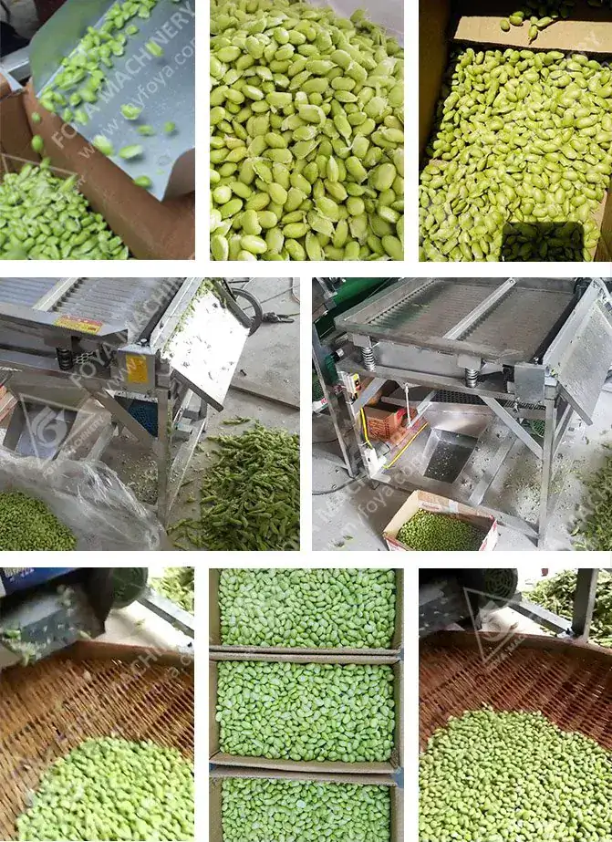 FOYA Green Soybean Pod Removing Machine - View Green Soybean Pod Removing Machine